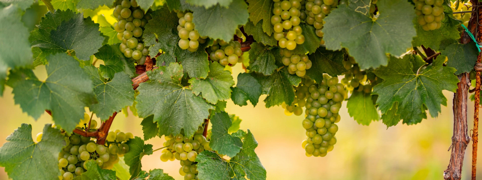 Lambier Wines